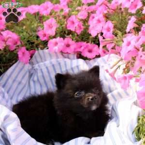 Amy, Pomeranian Puppy
